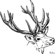 caribou Coloriages À Imprimer